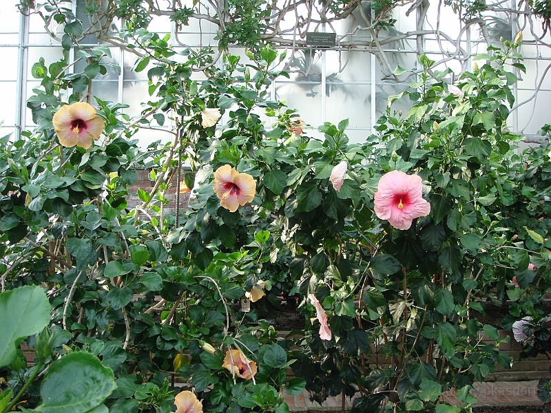 352 Longwood Gardens [2008 August 23].JPG - Longwood Gardens in Pennsylvania